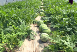 保定吃瓜最新爆料视频,最新爆料视频揭秘惊人内幕